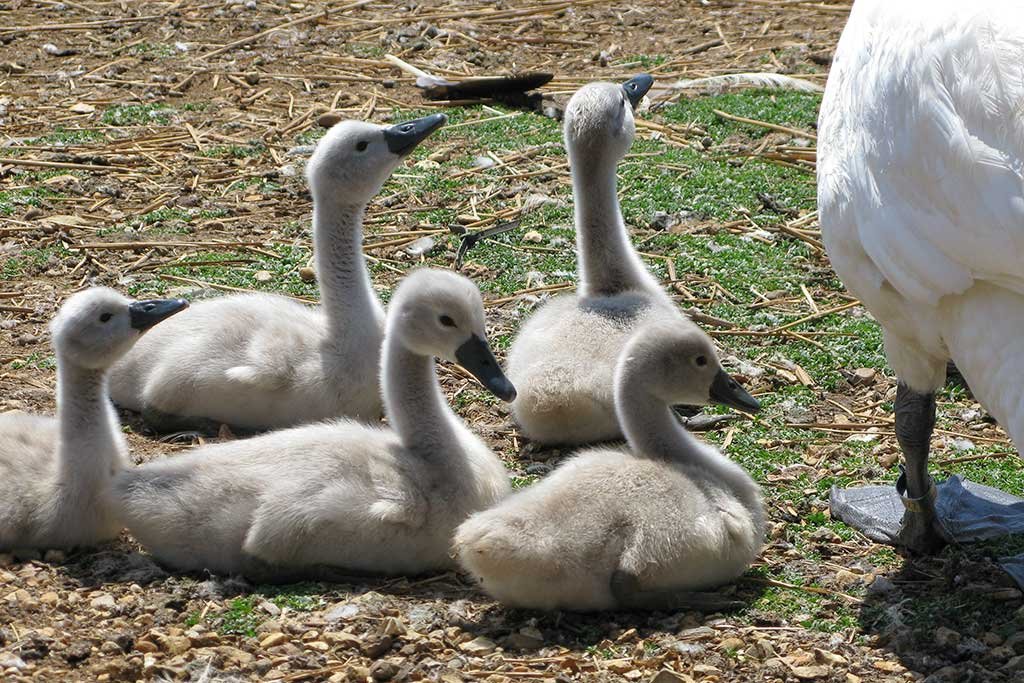 Baby swans are known as cygnets. 