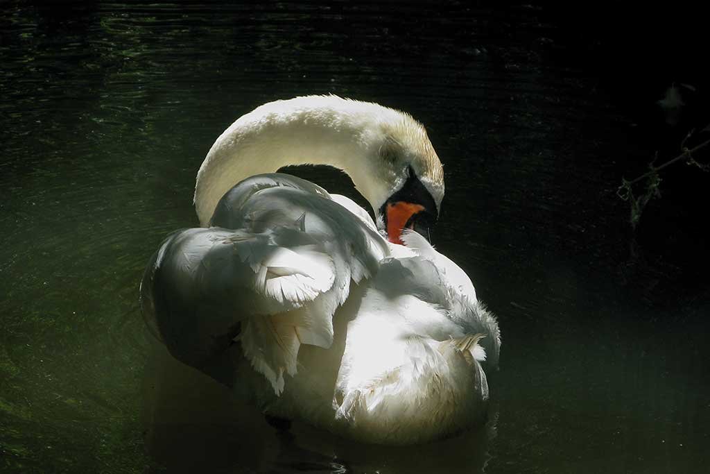 Mute Swan