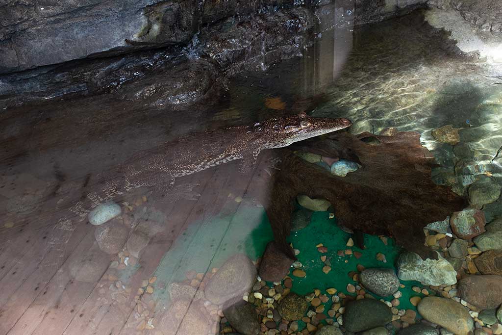 Bournemouth Oceanarium Opening Hours & Ticket Prices Dorset Guide