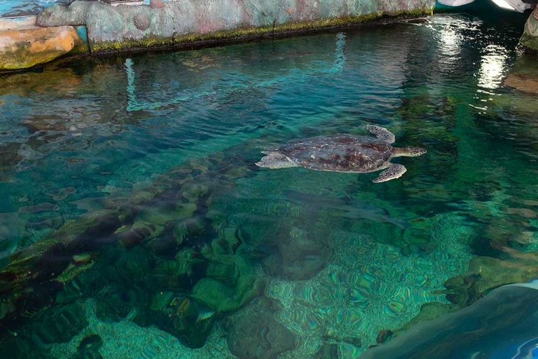 Bournemouth Oceanarium Opening Hours & Ticket Prices Dorset Guide