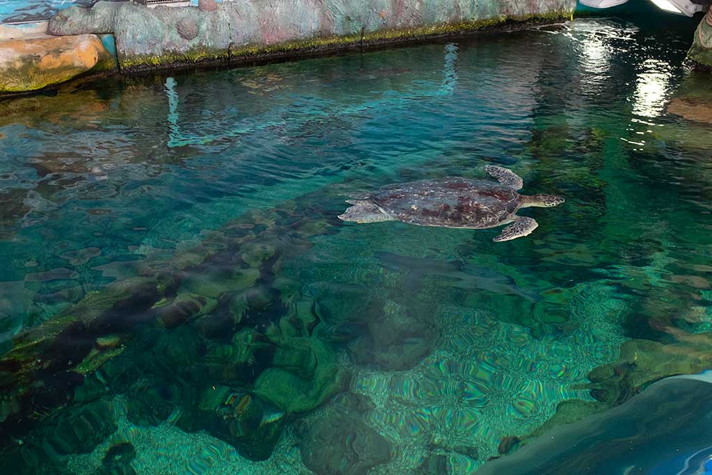 Bournemouth Oceanarium Opening Hours & Ticket Prices Dorset Guide