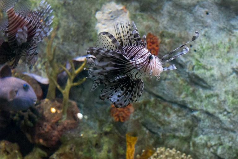 Bournemouth Oceanarium Opening Hours & Ticket Prices Dorset Guide