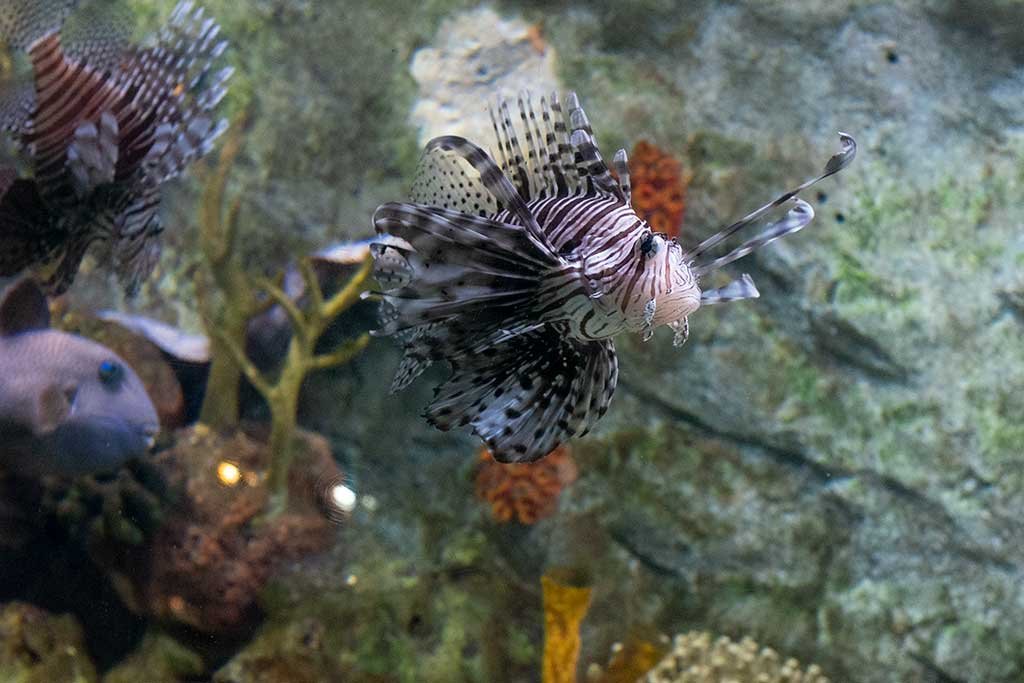 Scorpion Fish