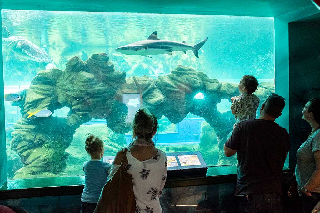 Bournemouth Oceanarium Opening Hours & Ticket Prices Dorset Guide