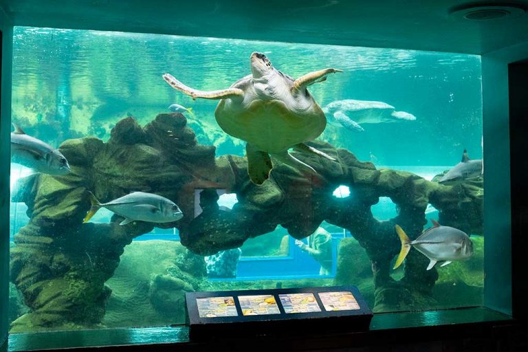 Bournemouth Oceanarium Opening Hours & Ticket Prices Dorset Guide