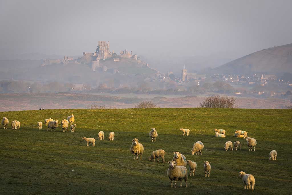 Corfe Castle in the early morning mist