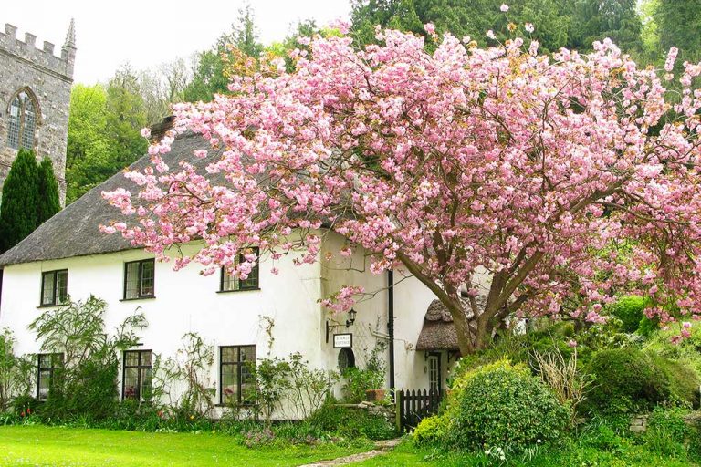 Milton Abbas Visitor Information and Photos Dorset Guide