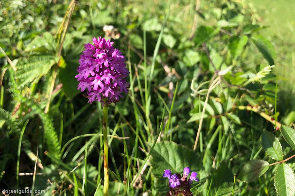 Badbury Rings Orchids