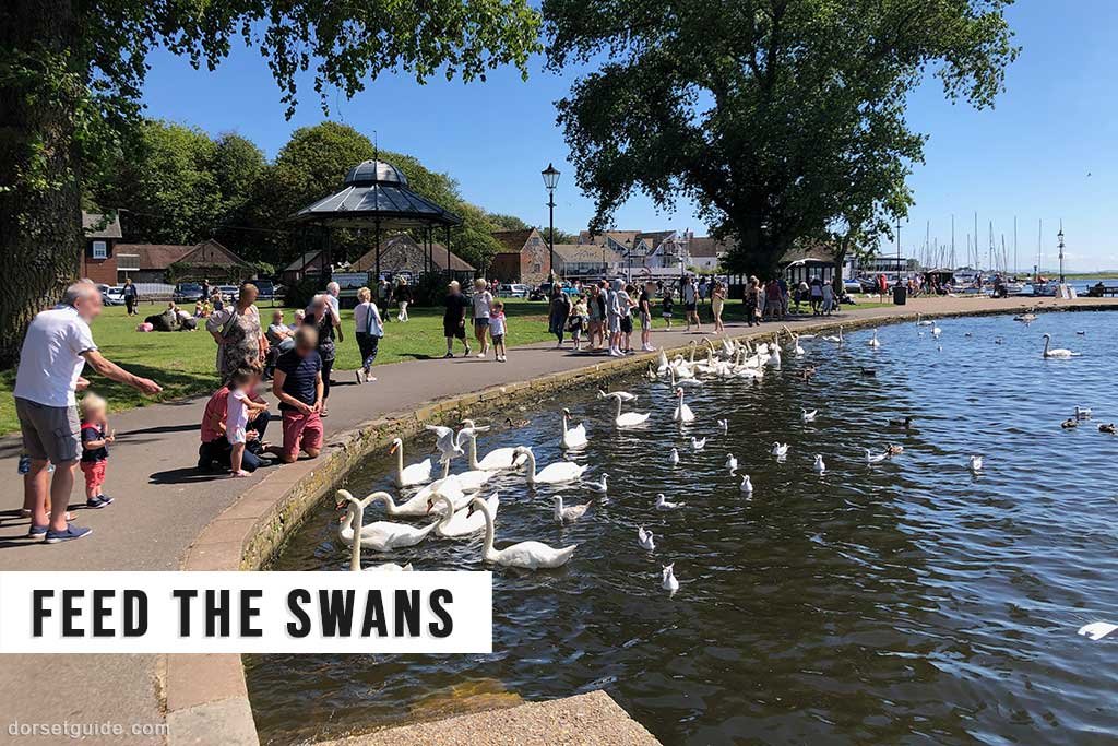 Feed the Swans at Christchurch Quay